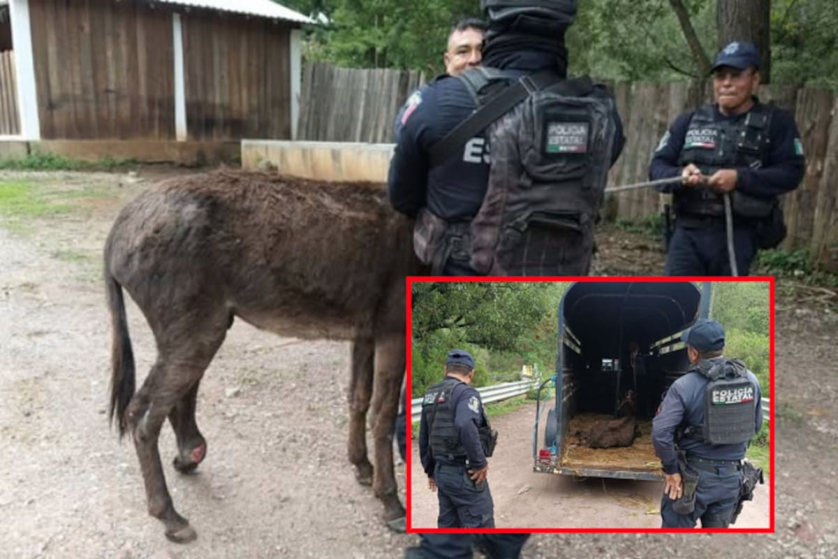 Policía Montada rescata a caballo herido en Amojileca y lo traslada para recibir atención veterinaria