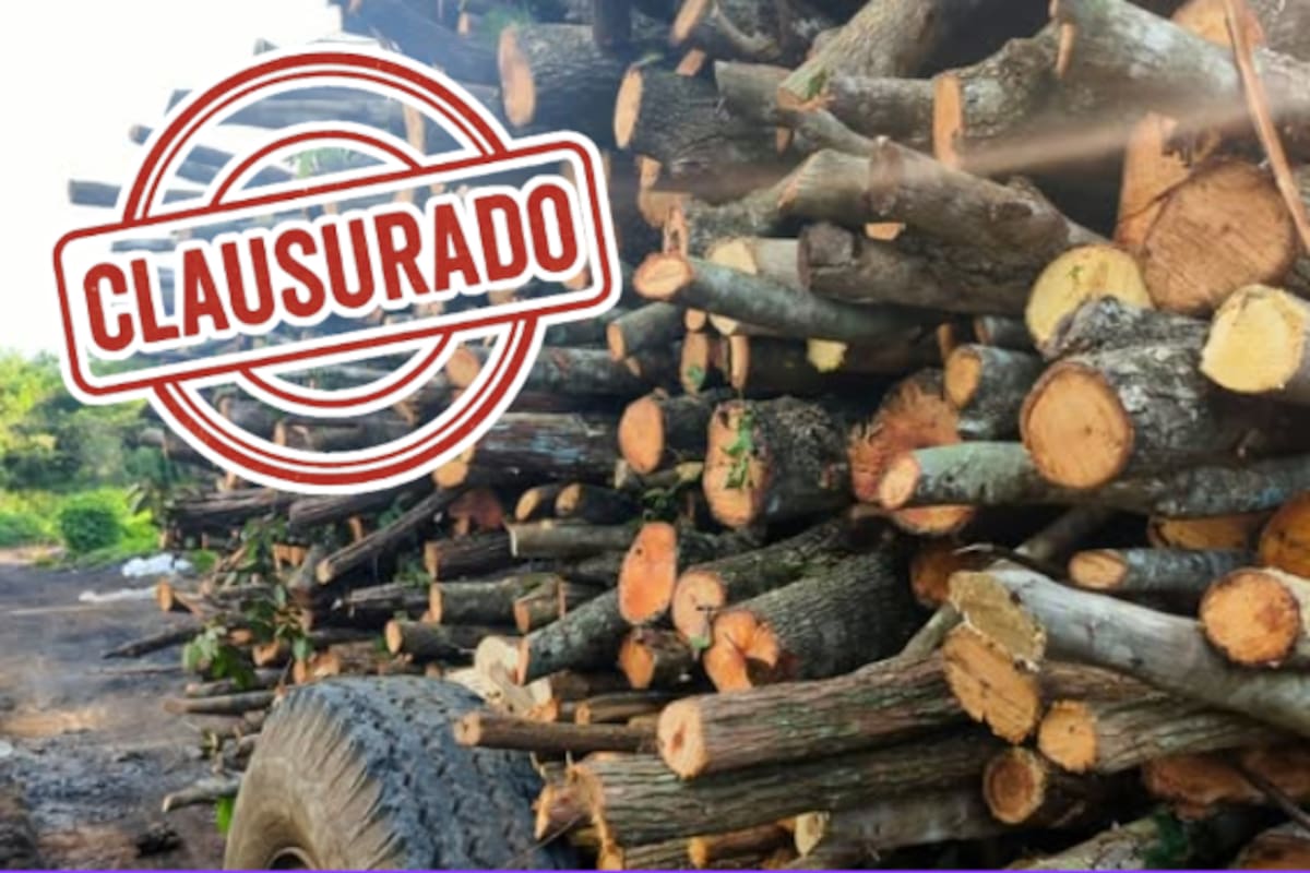 Clausuran centro carbonero en Campeche: operaba sin permisos y almacenaba casi 25 m³ de madera ilegal