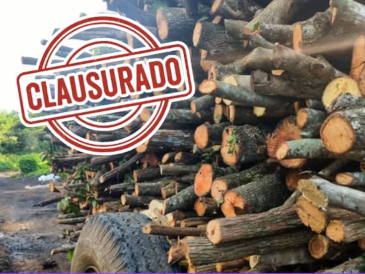 Clausuran centro carbonero en Campeche: operaba sin permisos y almacenaba casi 25 m³ de madera ilegal