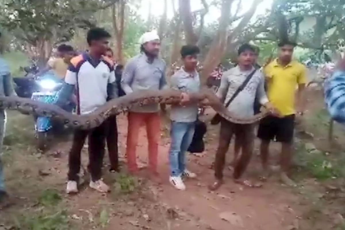 Sacan seis gigantescas pitones de una tubería en India