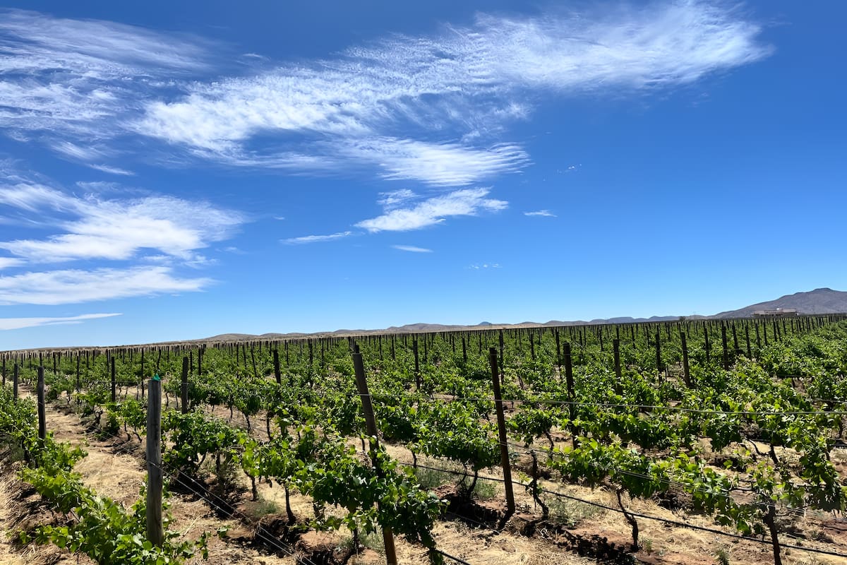 Uva de mesa: calidad y mercados en expansión