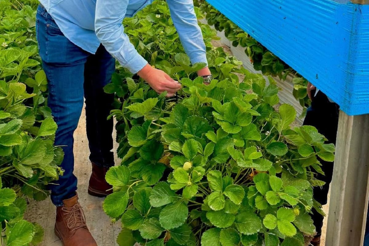 Baja California es referente en agricultura tecnificada: CABC