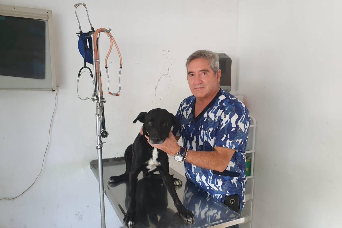 Salvan vida de "El Negro"; fue encontrado con perros envenenados en Obregón
