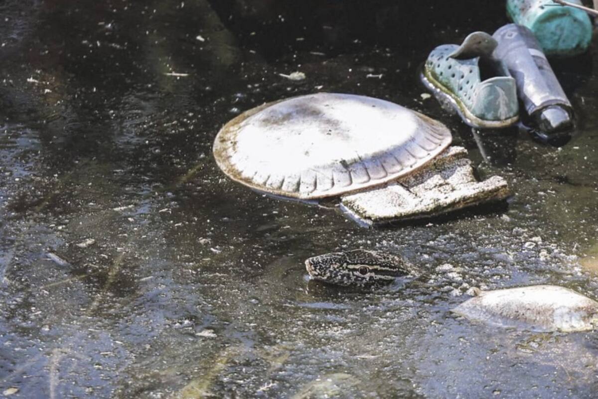 Mantendrán operativo de captura de varano en Mexicali
