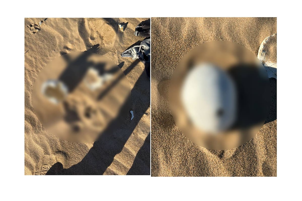 Donde la Fiscalía no busca, padres aplican georrastreo y hallan restos en dunas