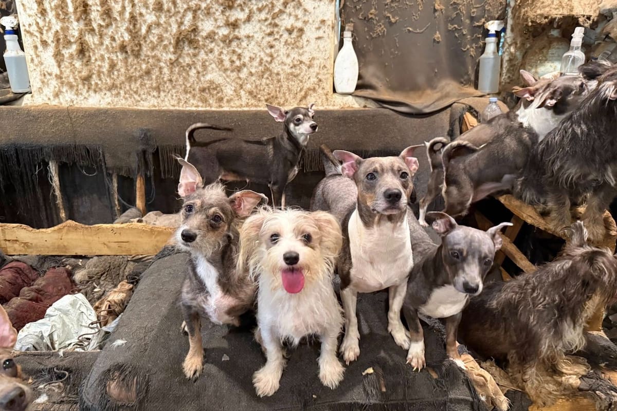 Rescatan a 40 perros de un apartamento en San Diego