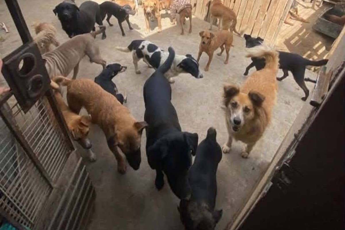 Urge Centro de Bienestar Animal en San Quintín