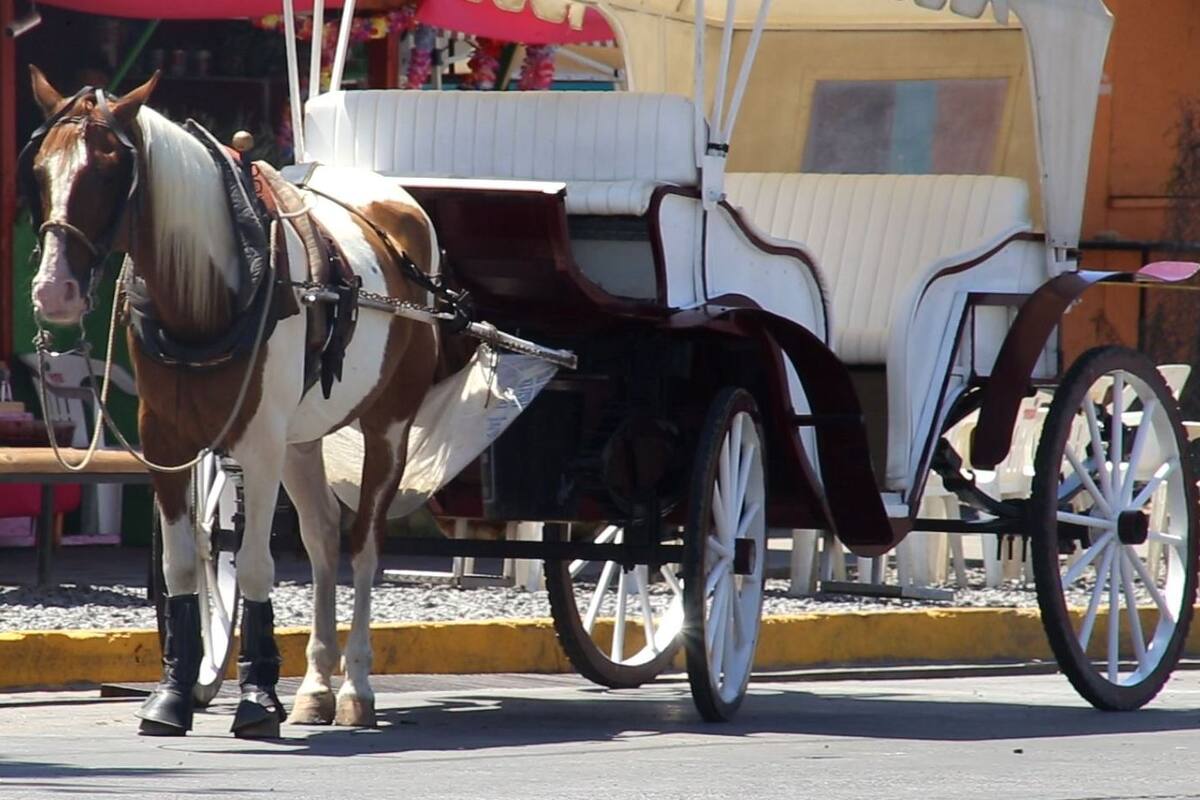 Prohíben la explotación animal en Ensenada