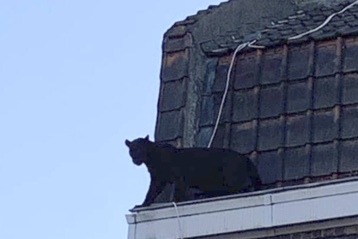 Impactan imágenes de pantera negra que escapó en techos de casas en Francia