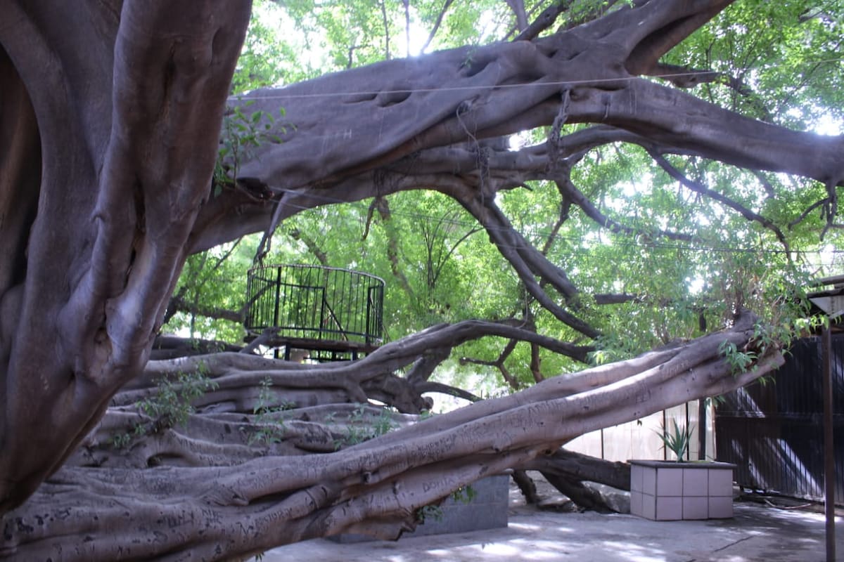 Árbol se aferró a la vida tras ser derribado por una tormenta