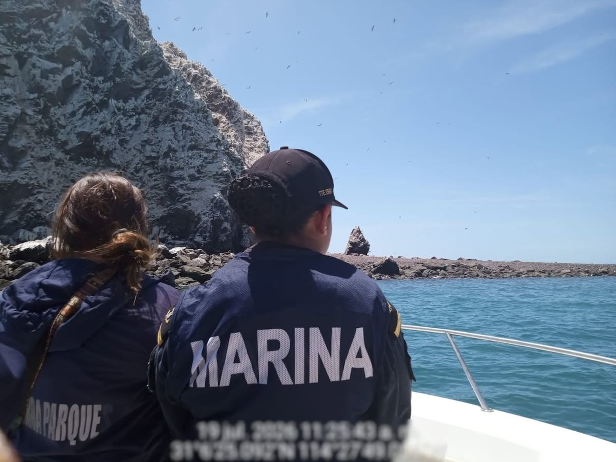 El ejemplar fue trasladado a la Roca Consag con apoyo de personal especializado para su reintegración a su hábitat natural l Foto: Cortesía
