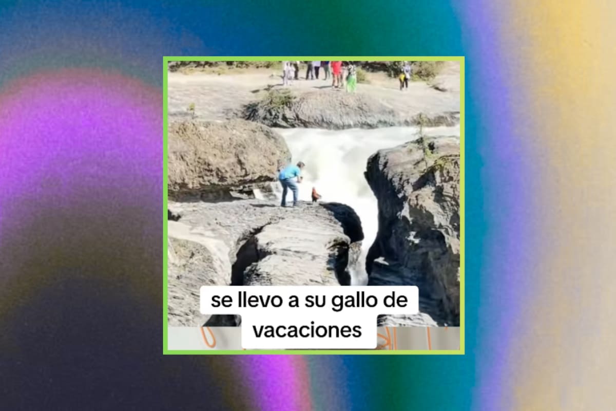 “Ese gallo tiene mejores vacaciones que yo”: hombre lleva a su gallo de viaje y lo fotografía frente a una cascada