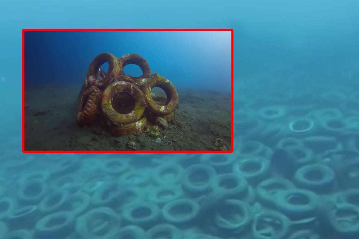 Tiraron 2 millones de llantas en el mar y  50 años después todos quedaron conmocionados