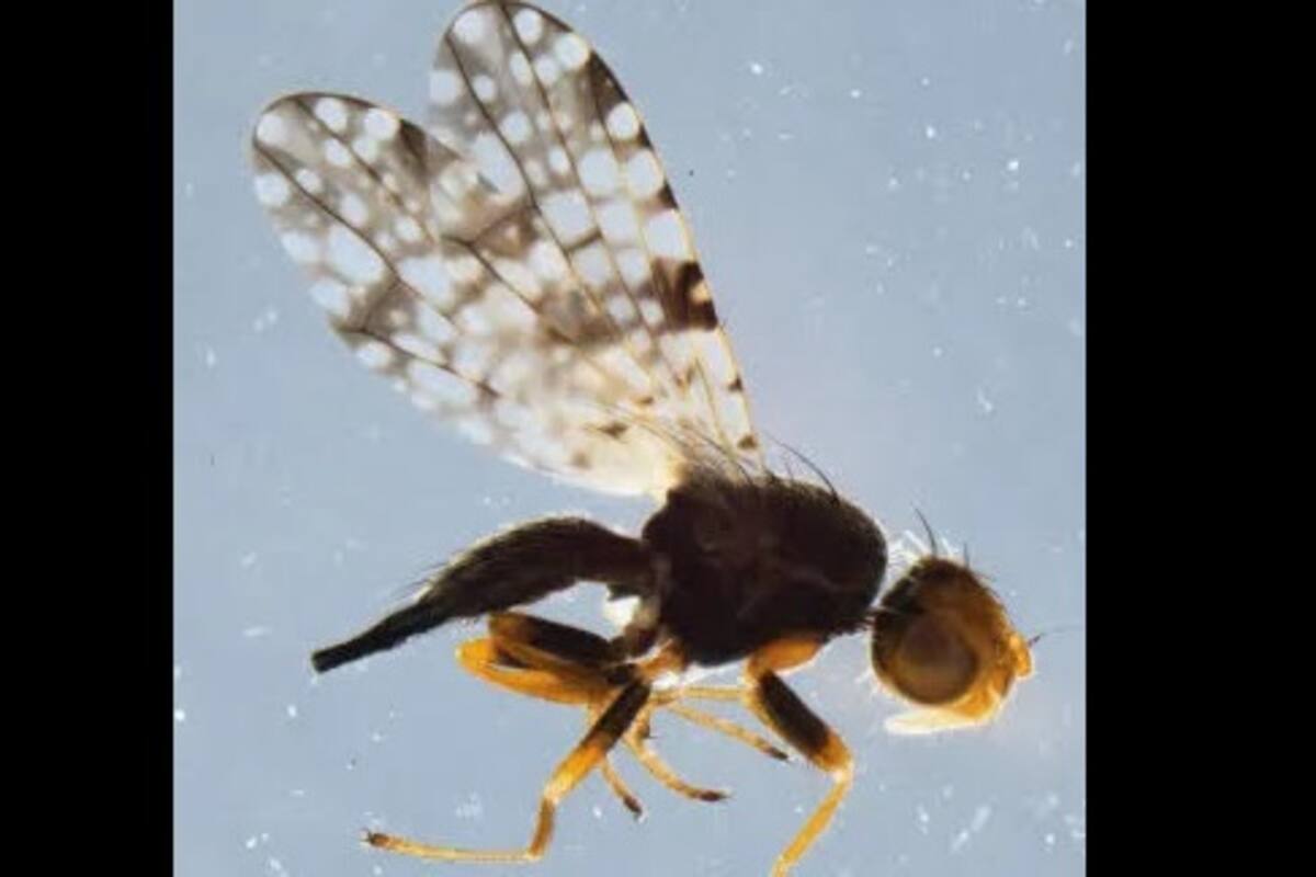 Detectan rara plaga no registrada en embarque de lechuga en Calexico