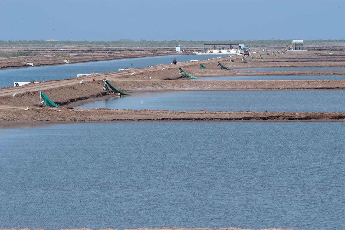 Buscan que Sonora sea declarada zona libre de mancha blanca