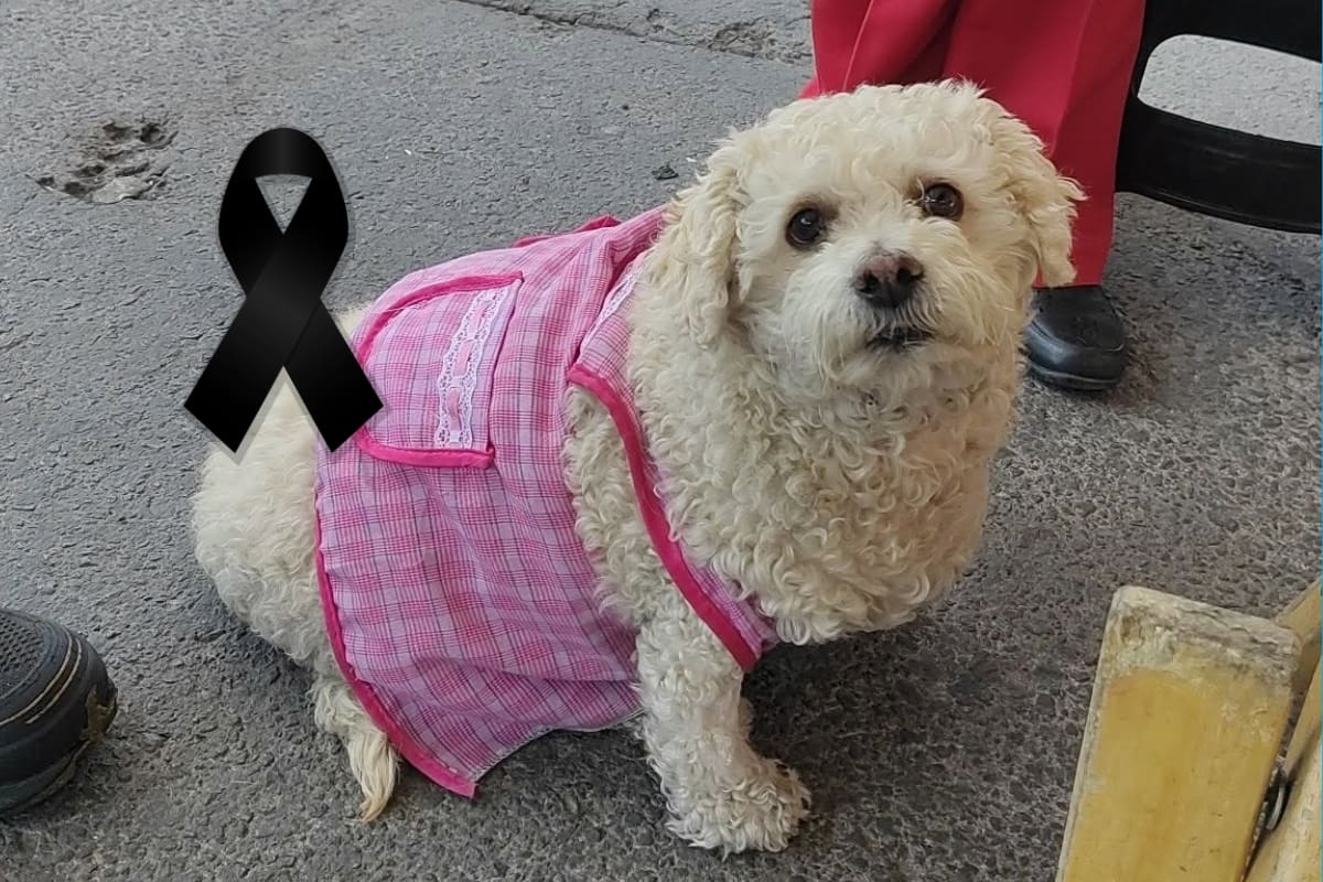 Muere Yuki, la perrita de Las Comares que conquistó las redes