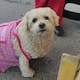 Muere Yuki, la perrita de Las Comares que conquistó las redes