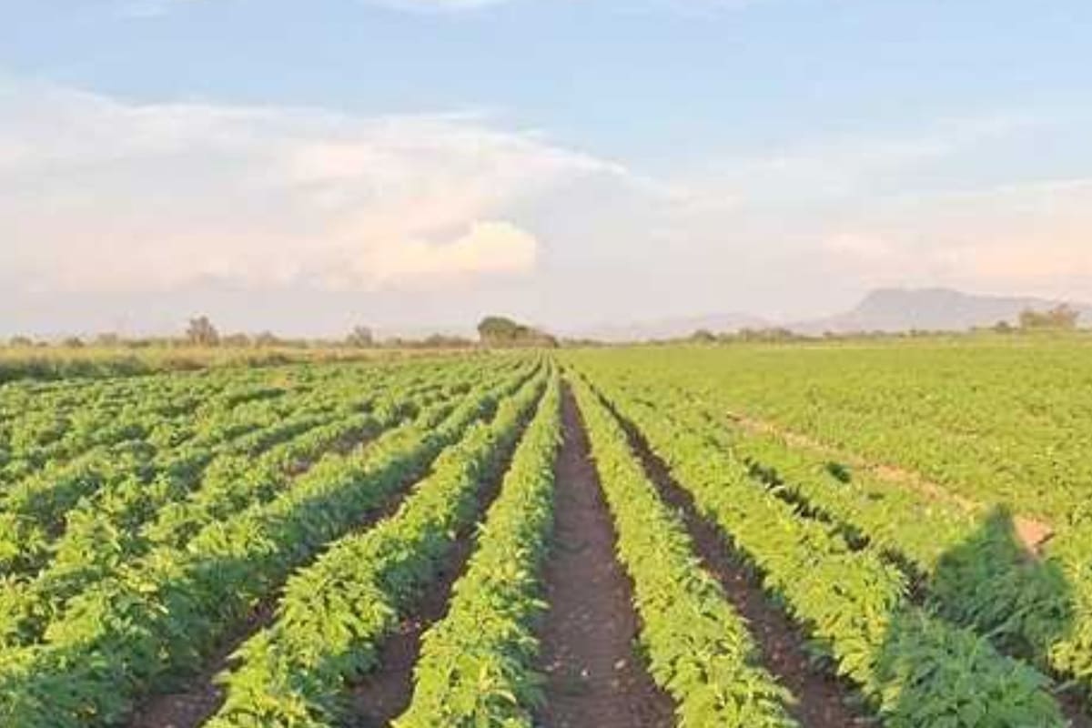 Es el ajonjolí, un cultivo muy rentable en Sonora: Productores