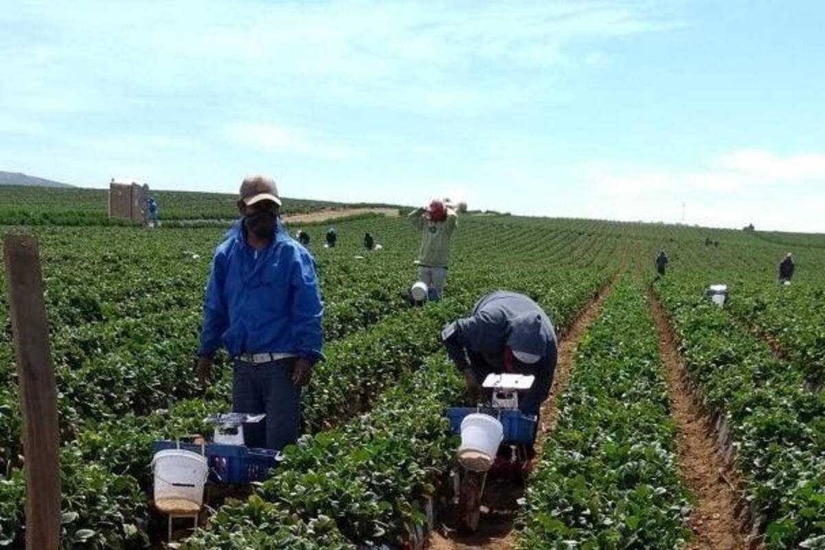 Vigilarán que no haya niños en los campos agrícolas de Ensenada