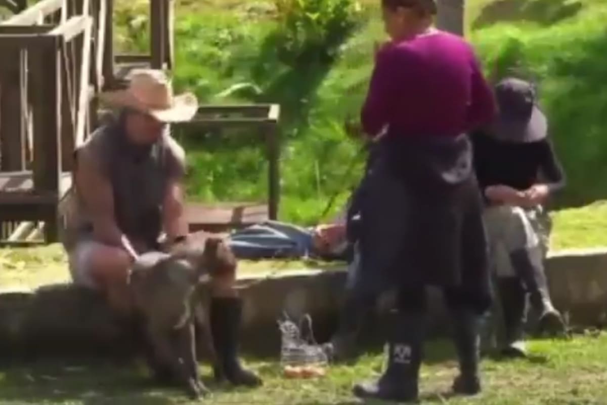 Difunden denuncia por presunto maltrato animal contra Tlacoyo, perro de La Granja VIP