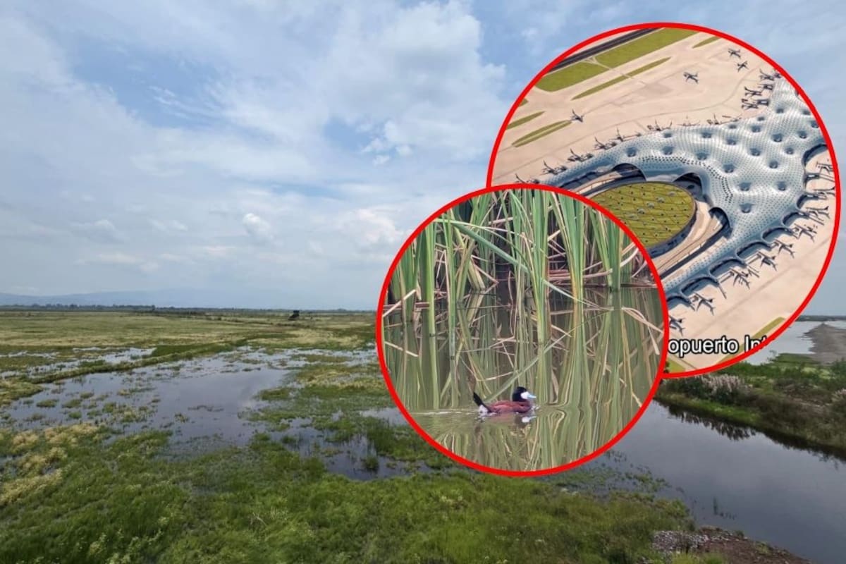 La vida vuelve al Lago de Texcoco: cancelación del NAIM permitió el retorno de más de 230 mil aves a su hábitat natural