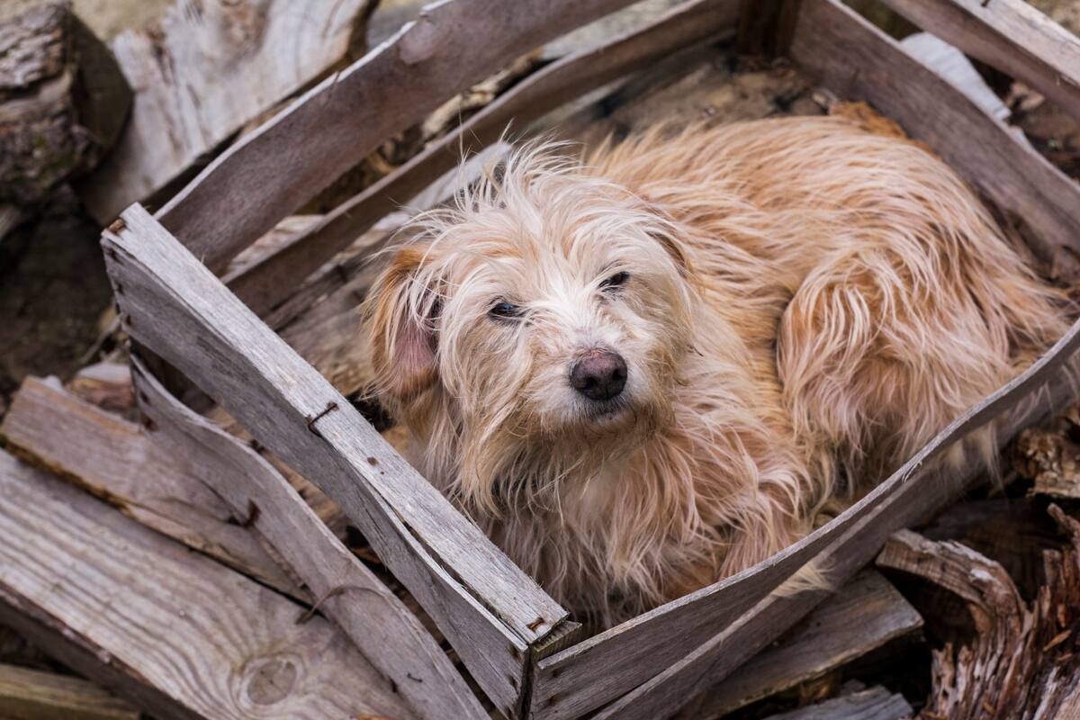 Aumenta abandono de mascotas; 70% llegan de forma inesperada