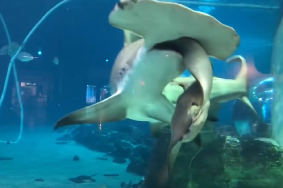VIRAL: Niños visitan un acuario para conocer el mundo marino, pero acaban traumatizados