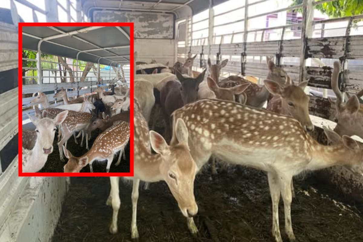 Aseguran 21 venados sin marcaje en Michoacán: tres personas quedaron a disposición del Ministerio Público