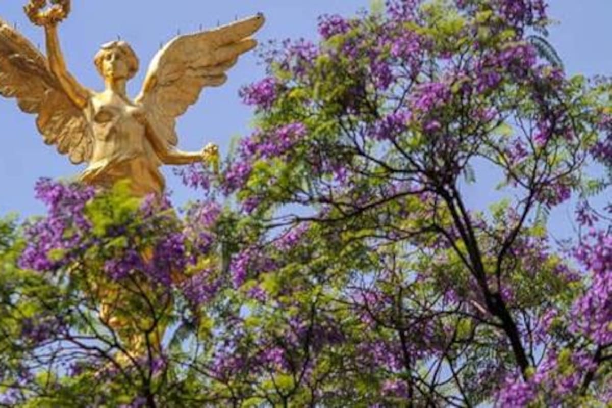 Descubriendo el sabor de las jacarandas que florecen en la primavera mexicana