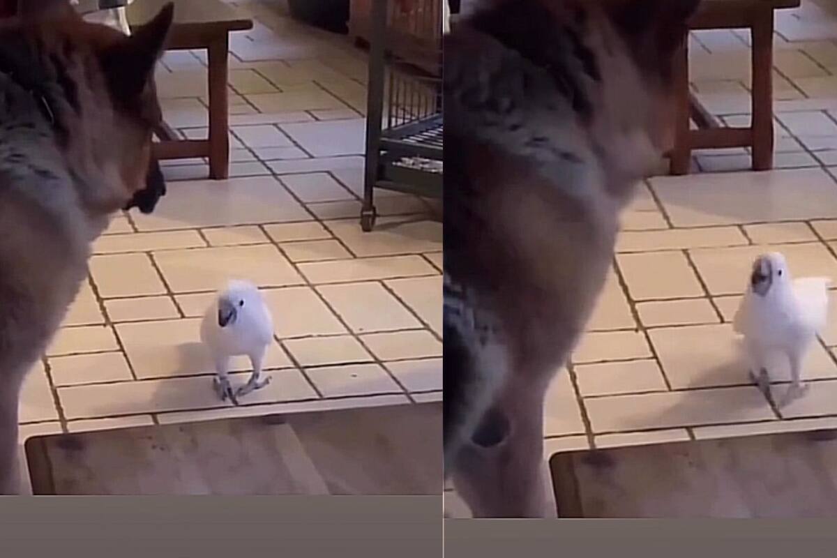 Loro aprende a ladrar frente al perro y se hace viral en TikTok
