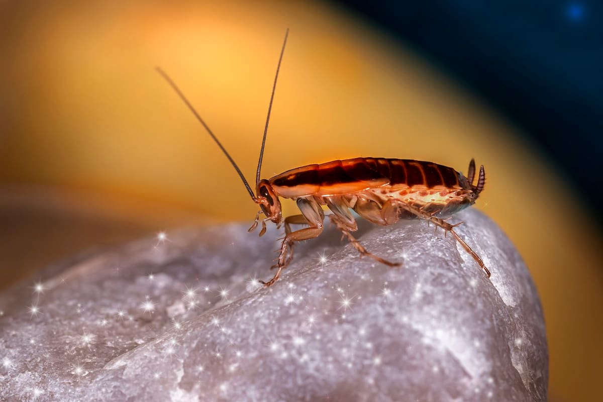 ¿Cuál es el origen del corrido de “La Cucaracha”?