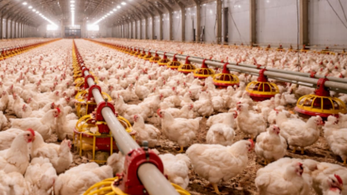 Confirman influenza aviar altamente patógena H5N9 en granja de Boryeong, Corea del Sur; suman 38 casos este invierno y se ordena cuarentena masiva