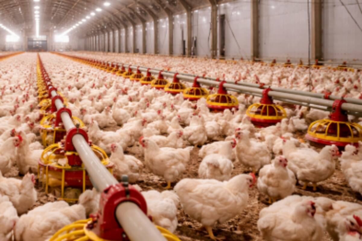 Confirman influenza aviar altamente patógena H5N9 en granja de Boryeong, Corea del Sur; suman 38 casos este invierno y se ordena cuarentena masiva