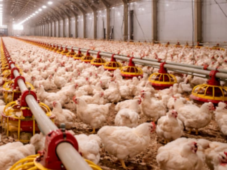 Confirman influenza aviar altamente patógena H5N9 en granja de Boryeong, Corea del Sur; suman 38 casos este invierno y se ordena cuarentena masiva