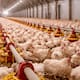 Confirman influenza aviar altamente patógena H5N9 en granja de Boryeong, Corea del Sur; suman 38 casos este invierno y se ordena cuarentena masiva