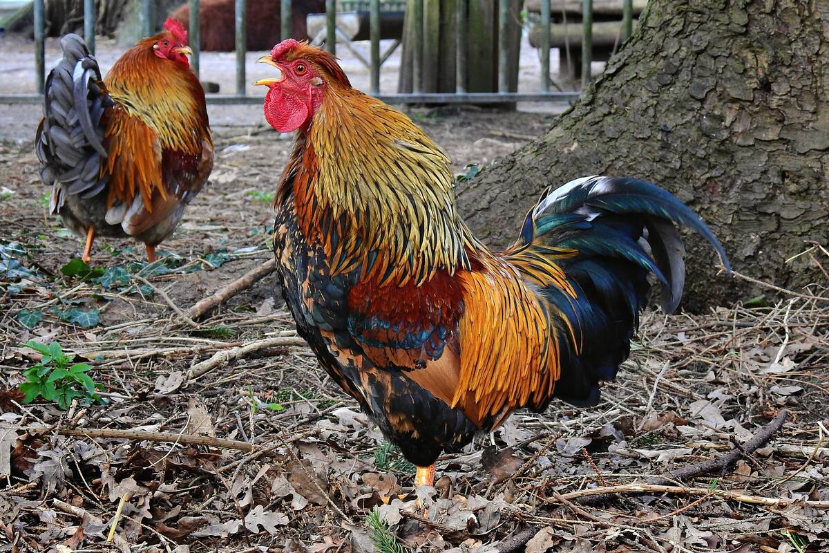 Suspenden palenque clandestino en Ecatepec que realizaba peleas de gallos
