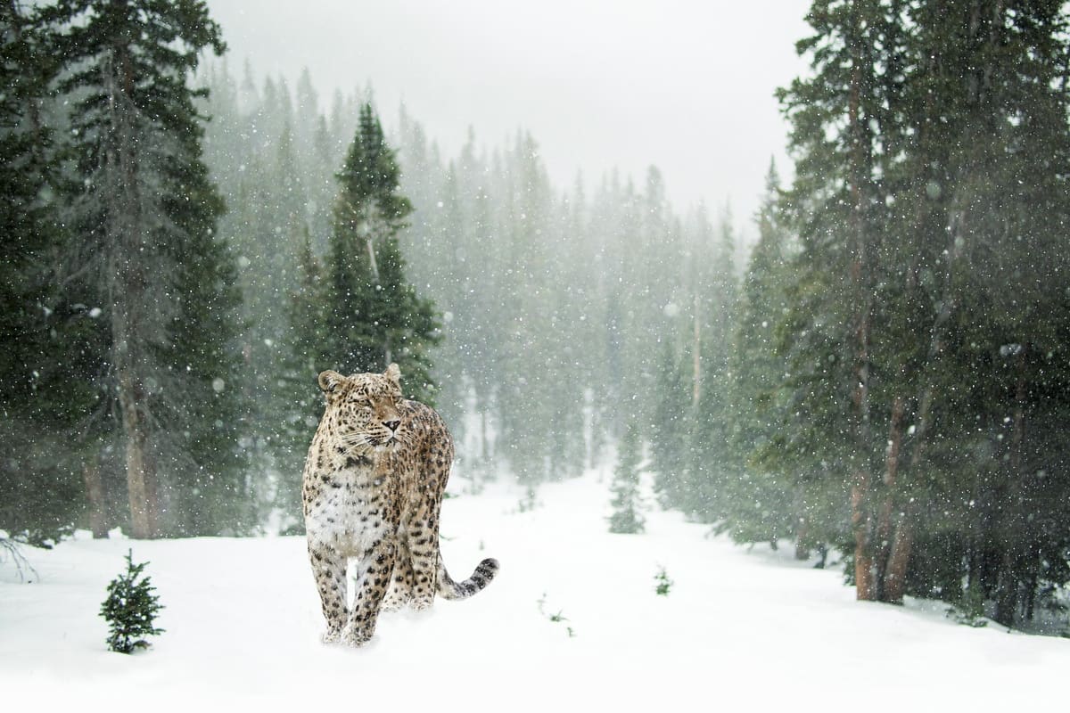 Día Mundial del Leopardo de las Nieves: descubre 10 datos curiosos sobre “el fantasma de las montañas”