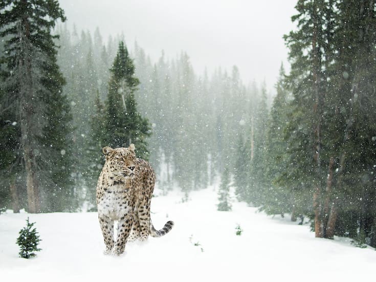 Día Mundial del Leopardo de las Nieves: descubre 10 datos curiosos sobre “el fantasma de las montañas”