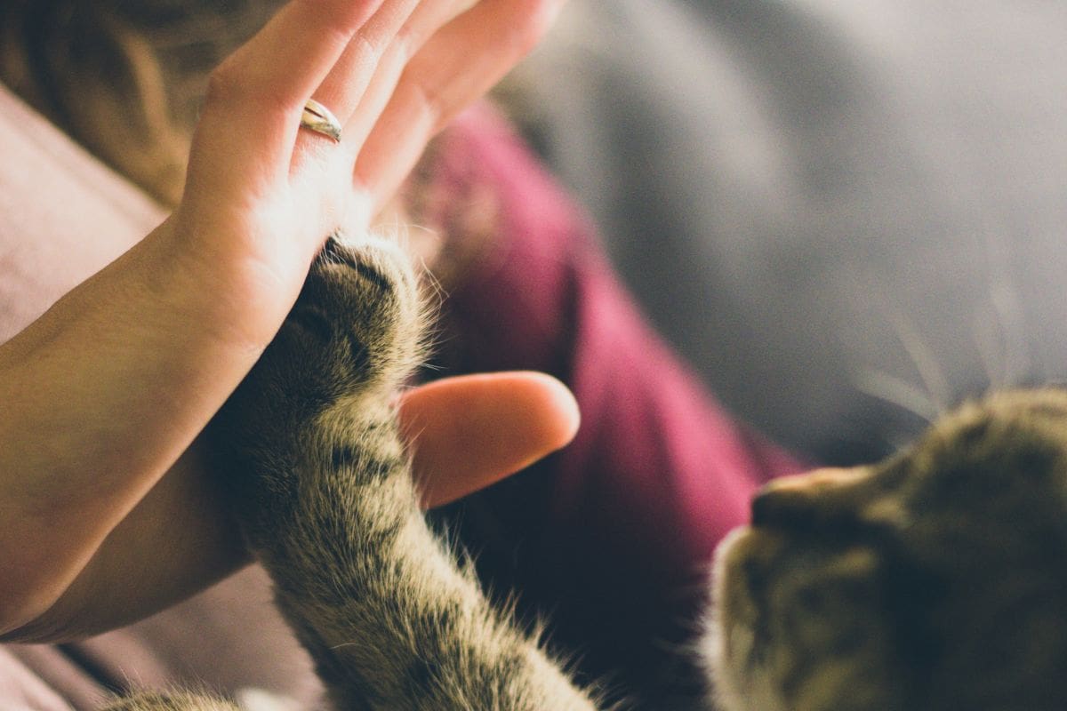 Cinco beneficios comprobados de convivir con mascotas