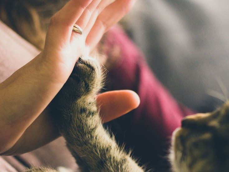Cinco beneficios comprobados de convivir con mascotas