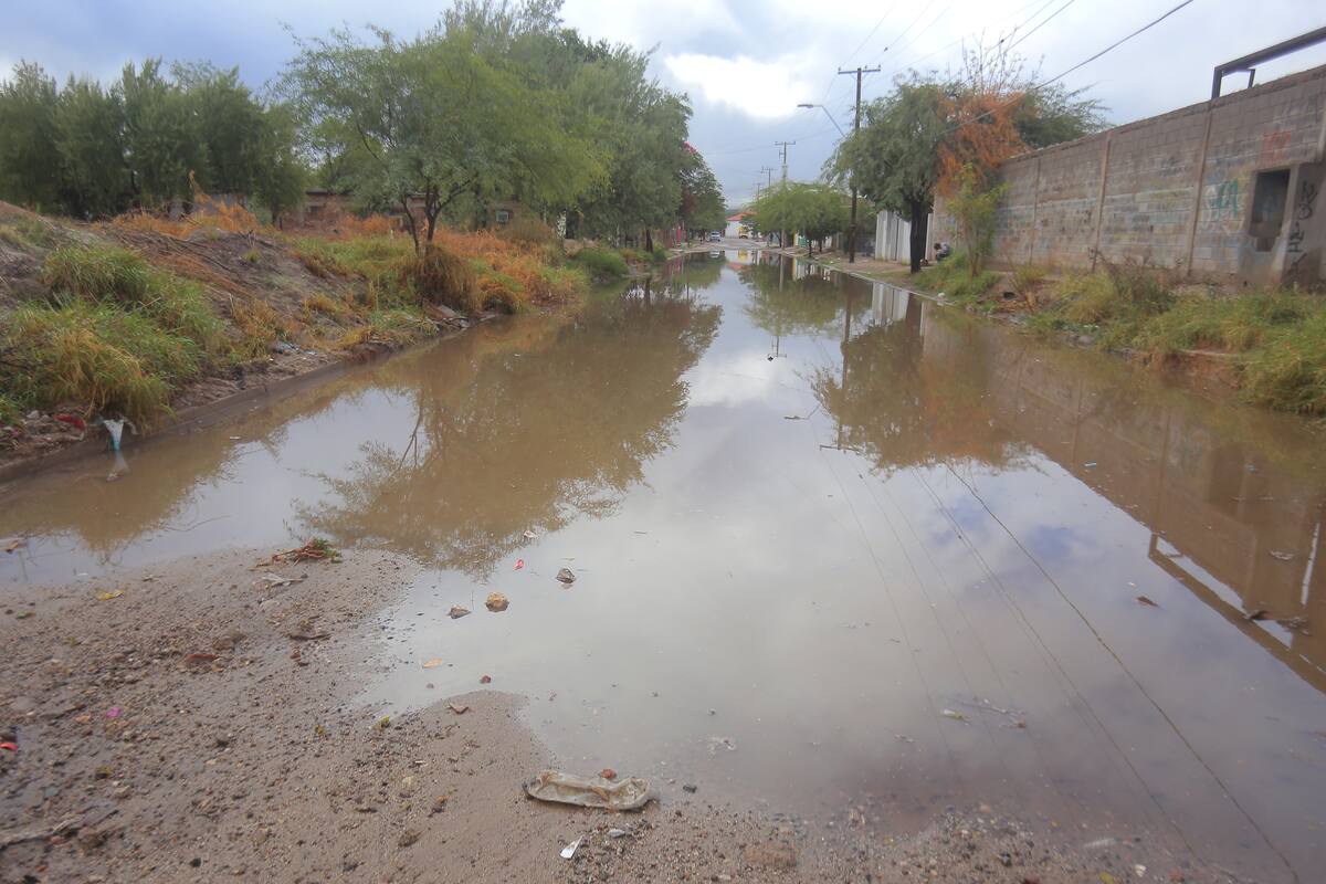 Árboles caídos e inundaciones en vialidades, lo que dejó la lluvia