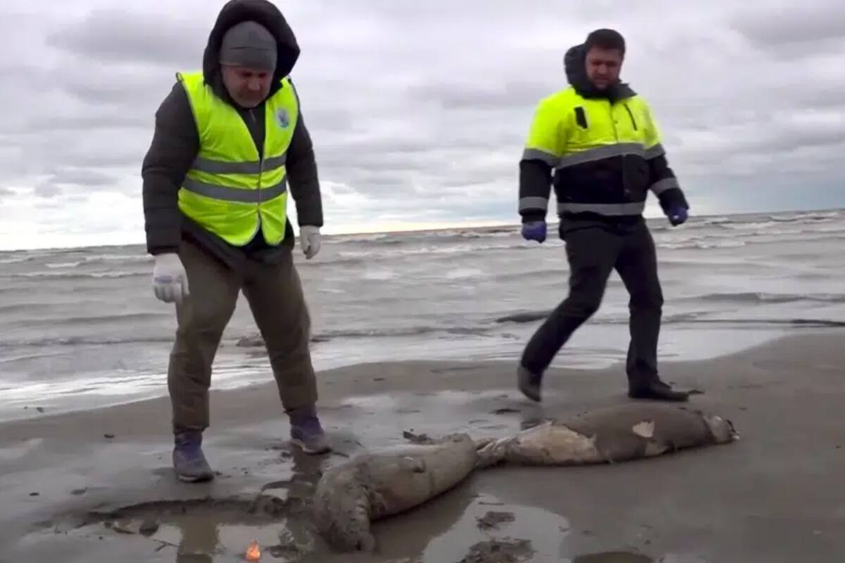 Mueren 2 mil 500 focas en peligro de extinción en el Mar Caspio, entre Europa y Asia