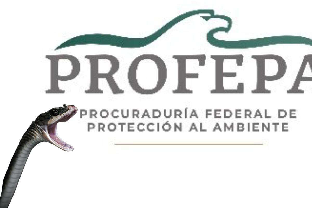 Joven es detenido luego de transportar 226 animales exóticos en Chihuahua