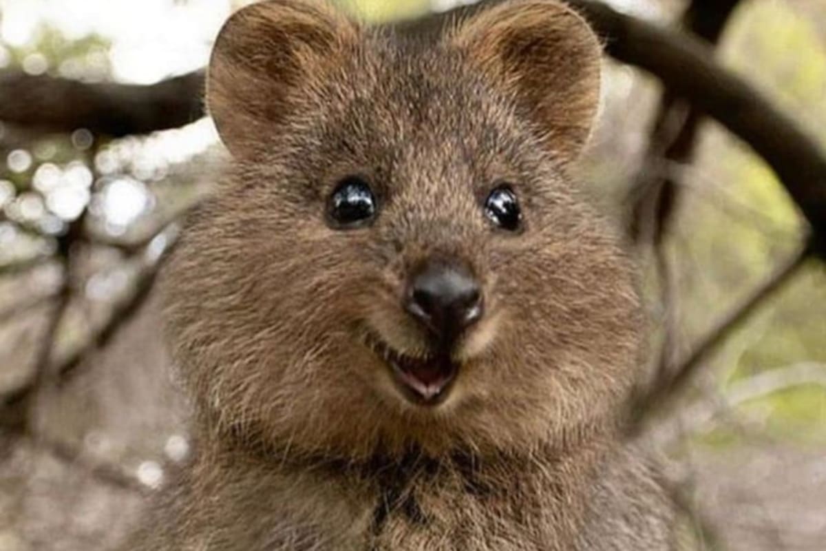 Quokka, el encantador animal 'más feliz del mundo'