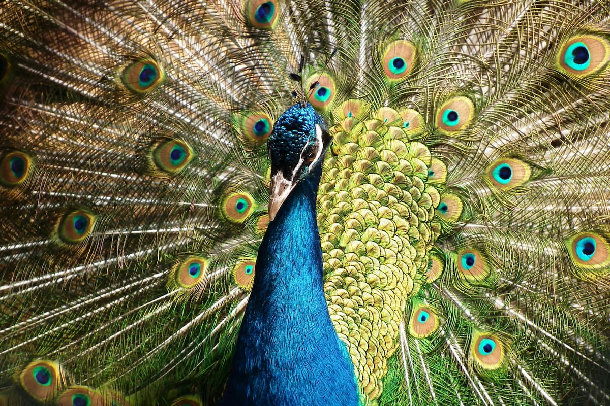 3 datos curiosos sobre los pavos reales, según National Geographic