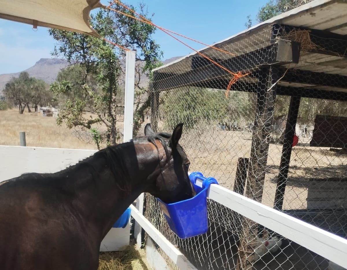 Los dos propietarios de 26 caballos tienen un plazo de 15 días para que realicen sus trámites y cuenten con los permisos correspondientes. Foto: Cortesía