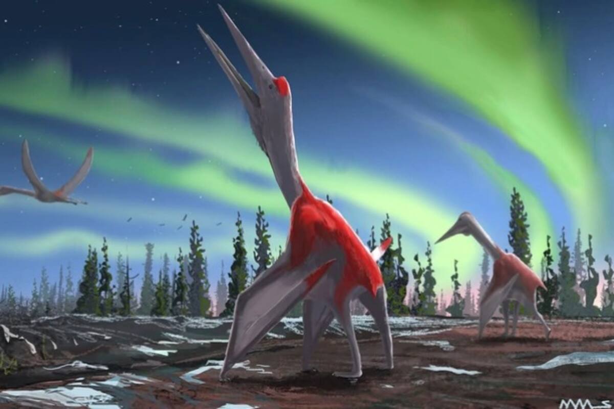 Dragón Congelado del Norte, un pterosaurio de hace 75 millones de años
