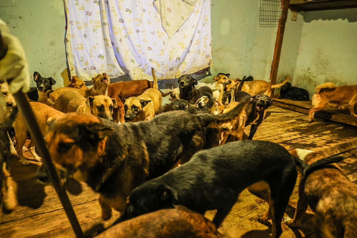 Fiscalía de BC realiza cateo en albergue de Ensenada por presunto maltrato y abandono animal