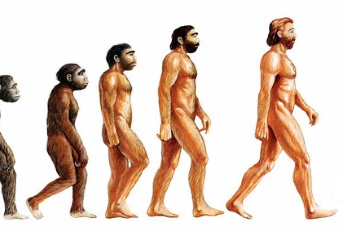 La evolución humana: Conceptos clave