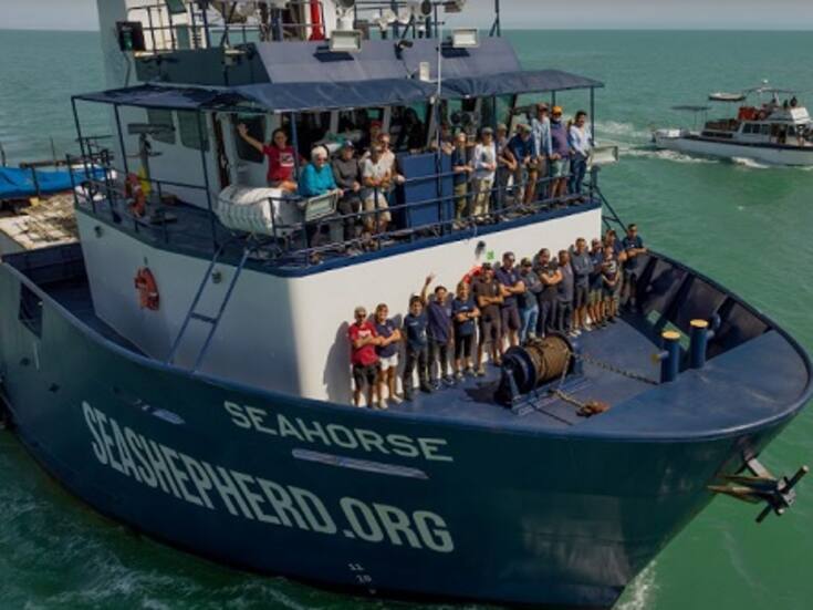 Avistan menos vaquitas marinas en el Alto Golfo